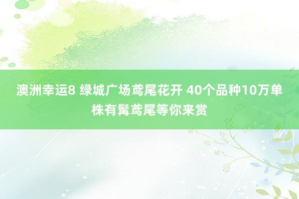 澳洲幸运8 绿城广场鸢尾花开 40个品种10万单株有髯鸢尾等你来赏